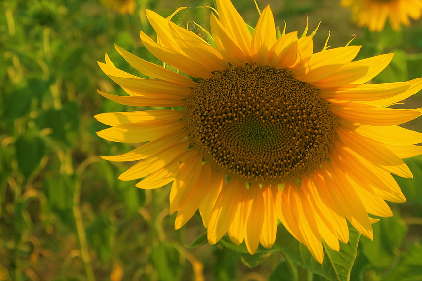 Close-up of a vibrant yellow sunflower in a field