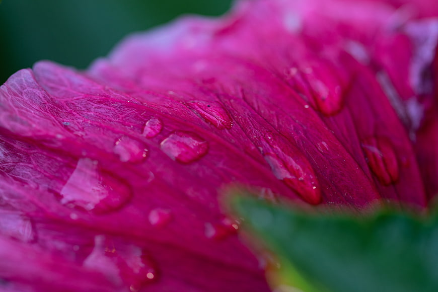 Macro photography of pink hibiscus petal with water droplets