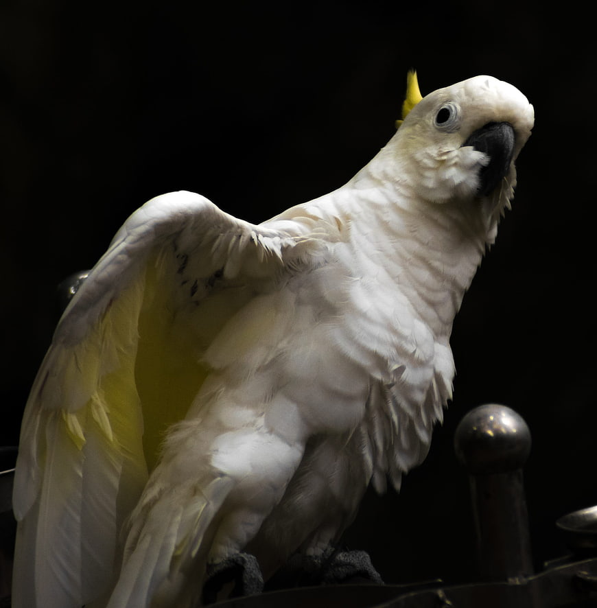 White Sulphur Crested Cockatoo with Yellow Wing Feathers