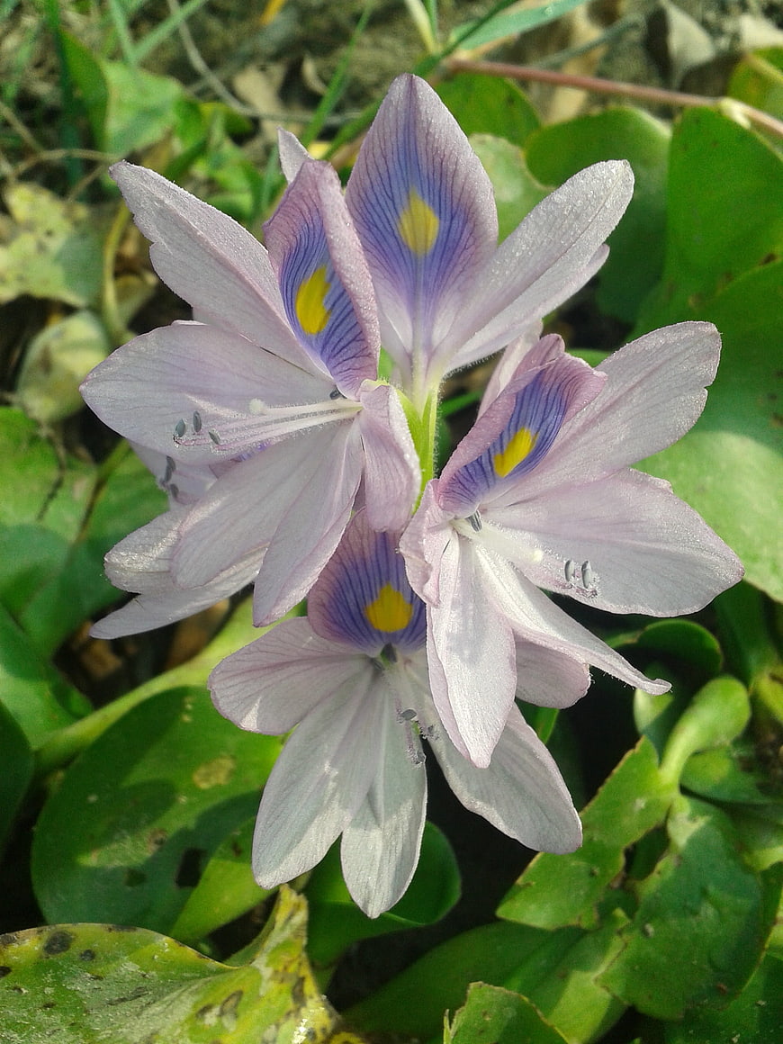 Close-up of purple water hyacinth flowers with yellow spots