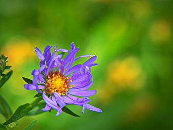 Close-up of purple aster flower with water droplets