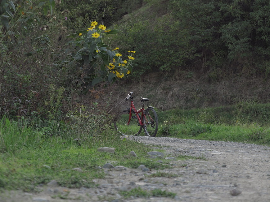 Red bicycle parked on gravel path near yellow flowers