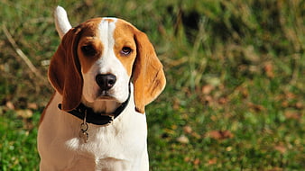 Close-up portrait of a beagle dog sitting in a grassy field