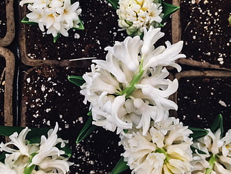 White Hyacinth Flowers in Seedling Trays