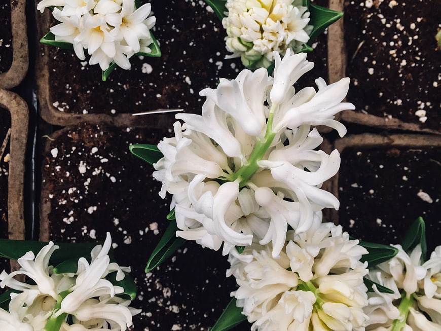 White Hyacinth Flowers in Seedling Trays