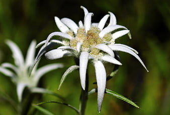Close-up of white edelweiss flower in alpine meadow