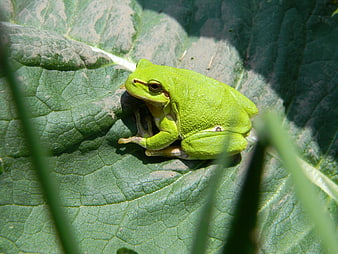 Green Tree Frog Resting on Large Leaf in Sunlight