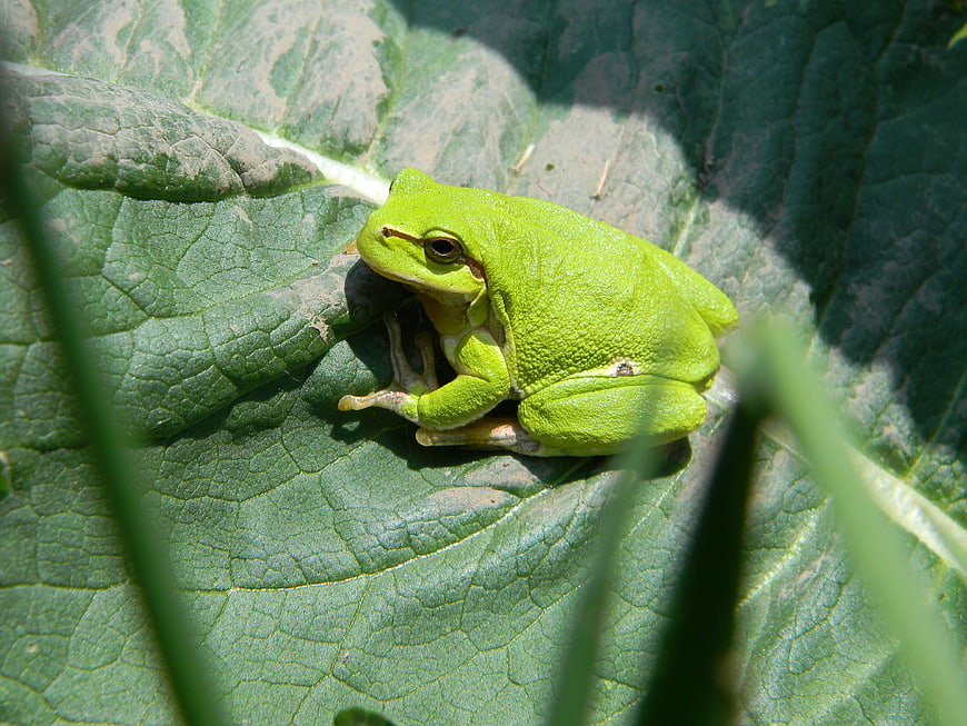 Green Tree Frog Resting on Large Leaf in Sunlight