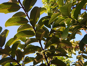 Sunlit green leaves against a clear blue sky