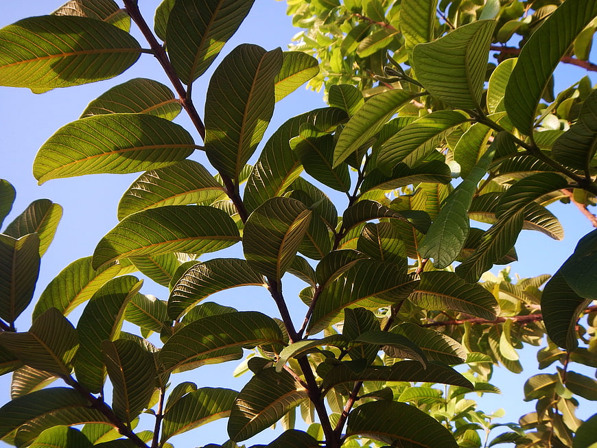 Sunlit green leaves against a clear blue sky