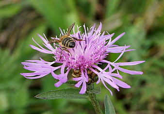 Honeybee Pollinating Purple Wildflower in Meadow