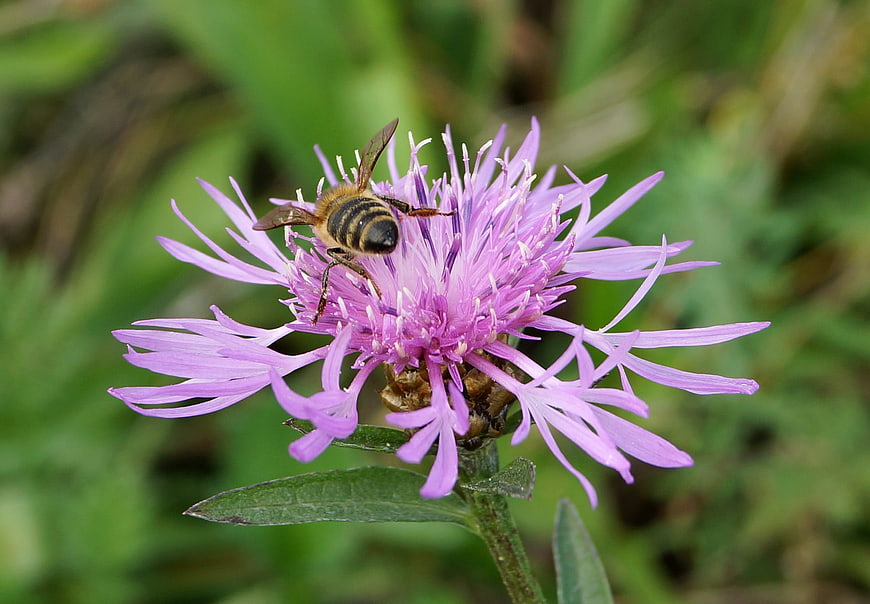 Honeybee Pollinating Purple Wildflower in Meadow