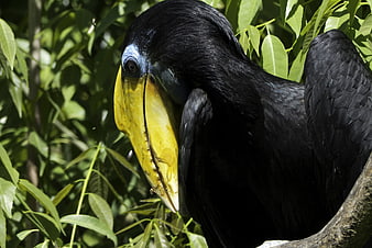 Close-up of a Hornbill with Yellow Beak in Green Foliage