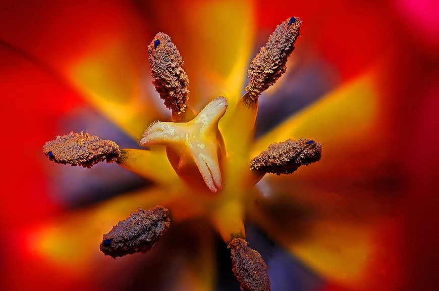 Macro Close-Up of Tulip Stamen and Pistil