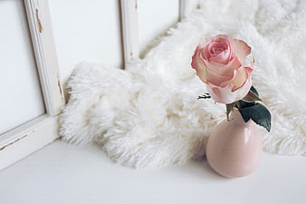Pink Rose in Vase on White Fur Rug