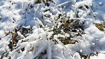 Close-up of frost-covered grass blades in winter sunlight