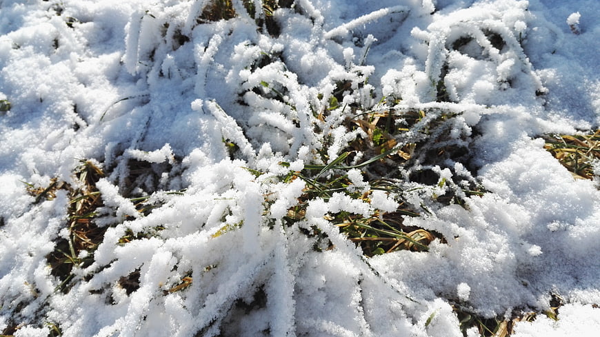 Close-up of frost-covered grass blades in winter sunlight