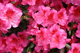 Vibrant Pink Azalea Flowers in Full Bloom Close-Up