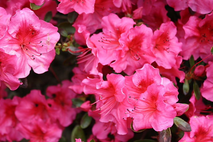 Vibrant Pink Azalea Flowers in Full Bloom Close-Up