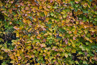 Autumn foliage texture with yellow, orange, and green leaves