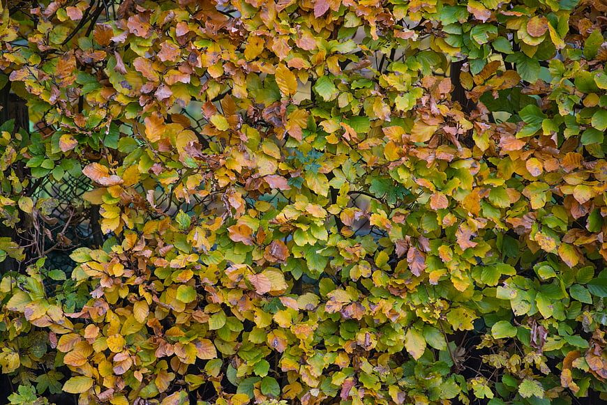 Autumn foliage texture with yellow, orange, and green leaves