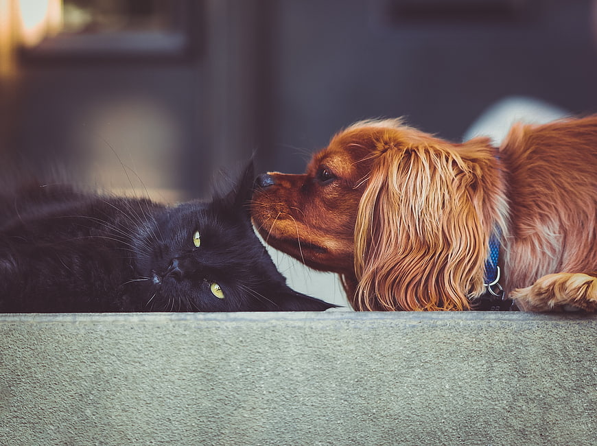 Black Cat and Brown Dog Noses Touching in Close Up