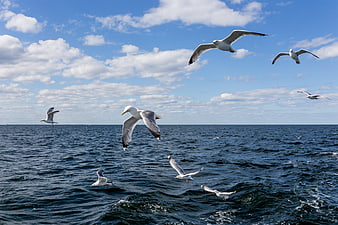 Seagulls Flying Over Blue Ocean Waves and Cloudy Sky