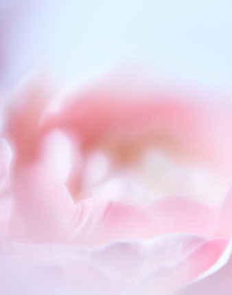 Soft Focus Pink Flower Petals Abstract Background