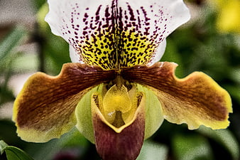 Close-up of a Paphiopedilum Slipper Orchid with Spotted Petals