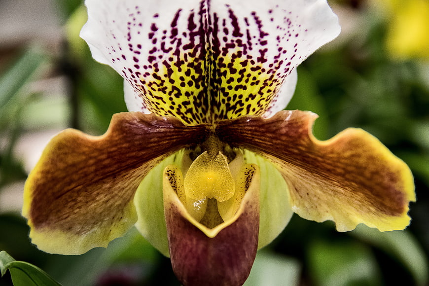 Close-up of a Paphiopedilum Slipper Orchid with Spotted Petals