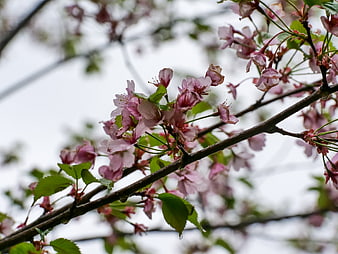 Close-up of wet pink cherry blossoms on a branch in spring