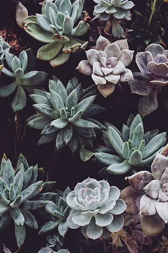 Top-Down View of Varied Succulents in Dark Soil
