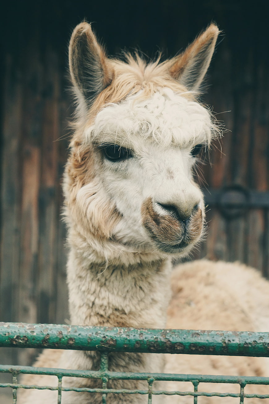 Close-up Portrait of Cute White and Brown Alpaca