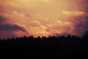 Dramatic orange sunset sky over dark forest silhouette