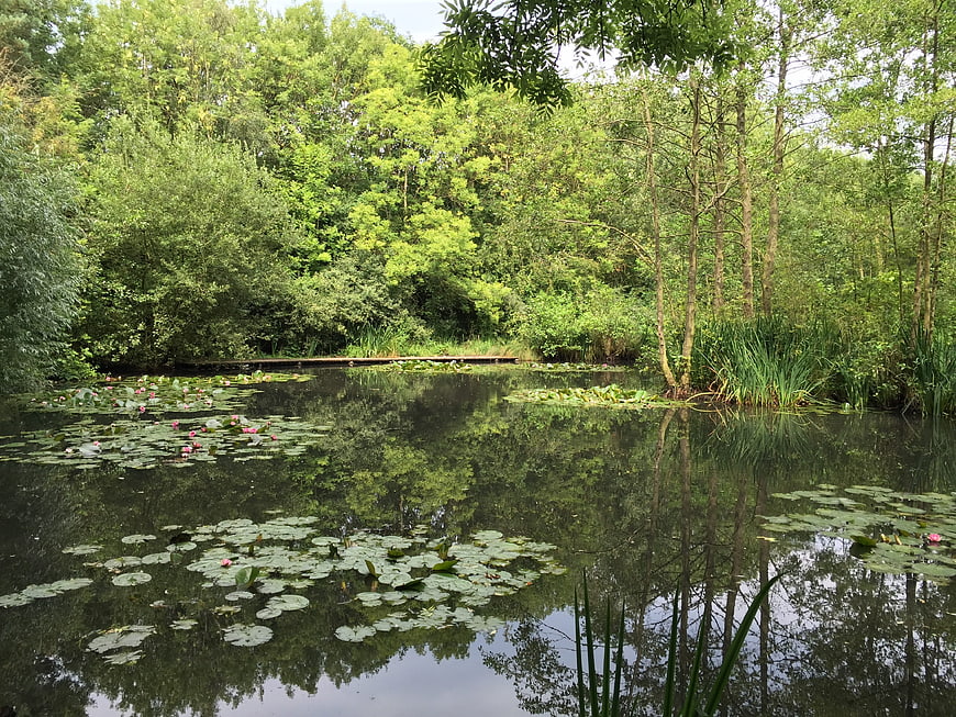 Serene pond with water lilies and lush green forest reflection