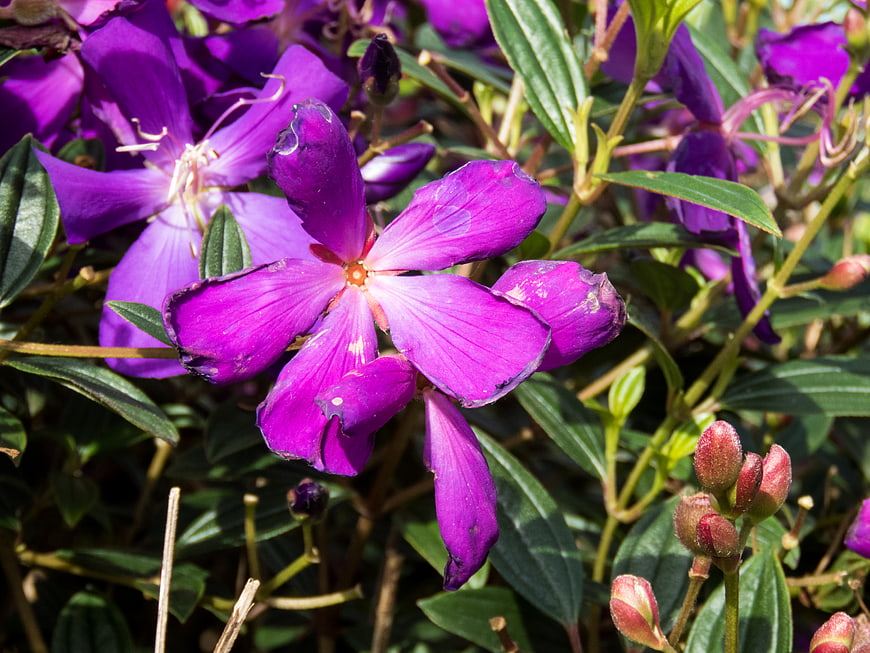 Close-up of vibrant purple wildflowers in a garden
