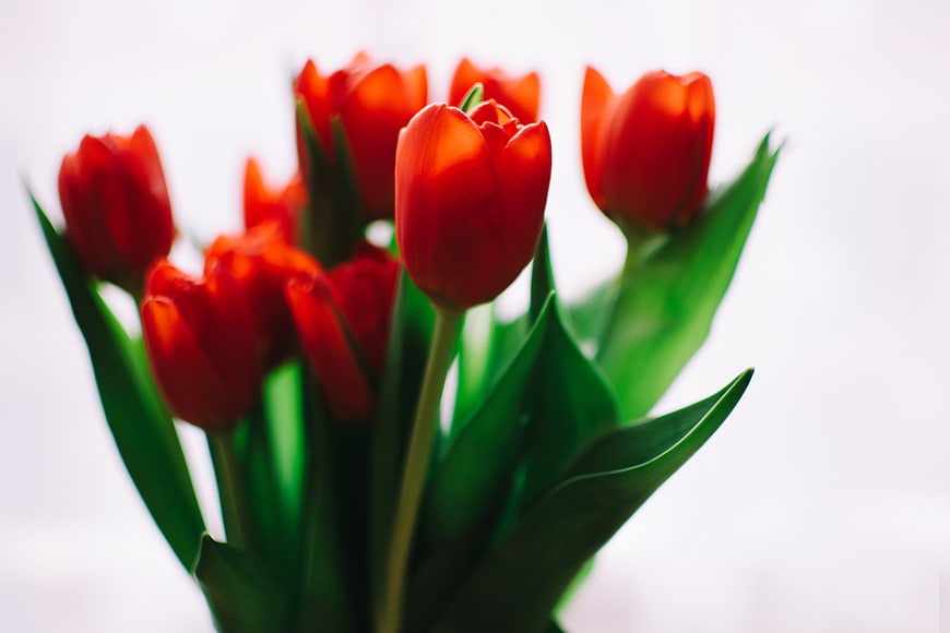 Vibrant Red Tulips with Green Leaves on White Background