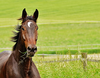 Brown Horse Portrait In Green Pasture
