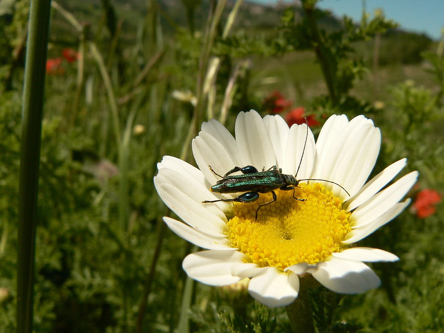 Green beetle on white daisy flower in summer meadow