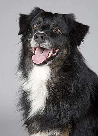 Happy black and white dog portrait on gray background