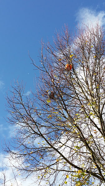 Persimmon fruit hanging on bare tree branches against blue sky