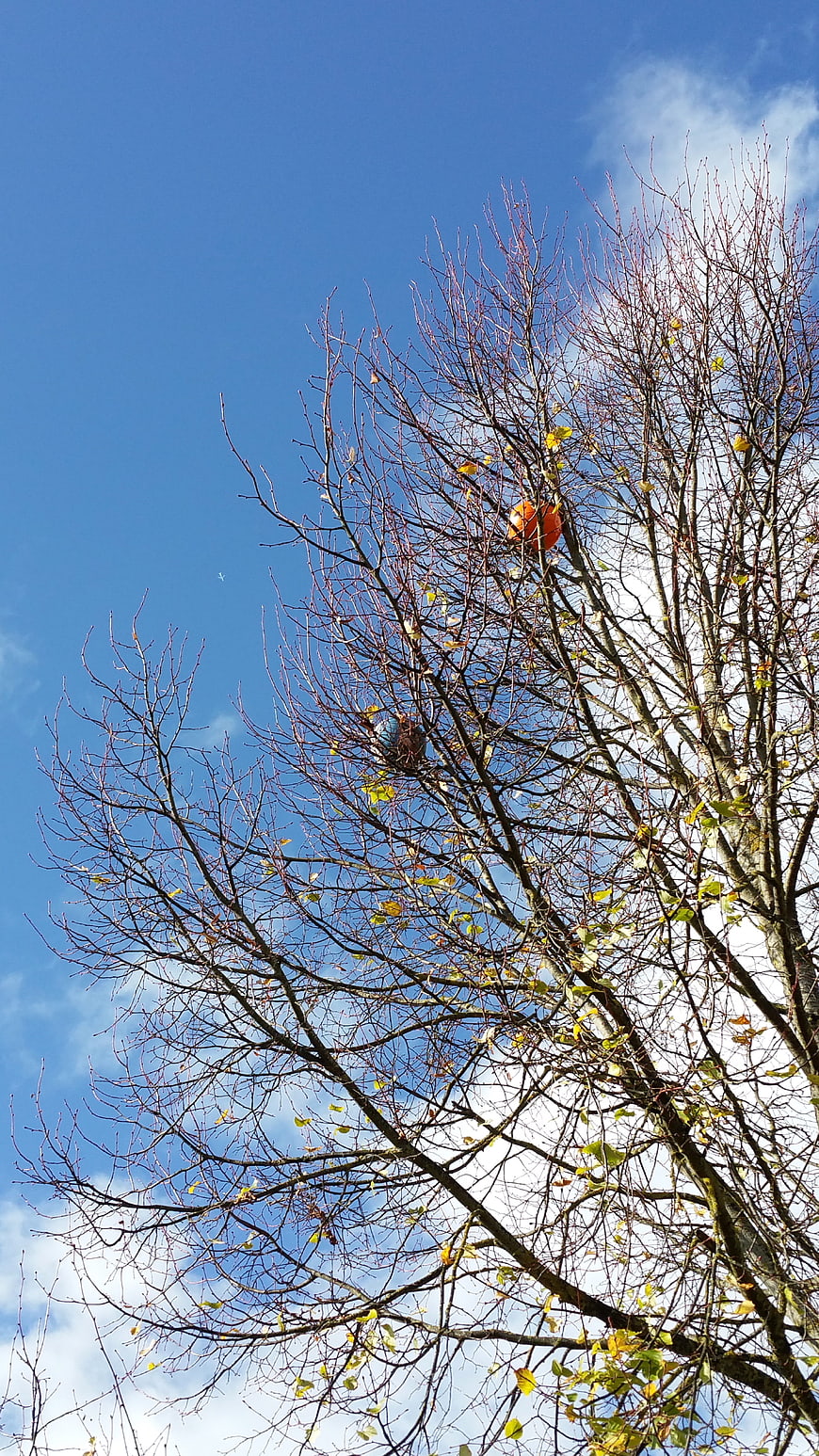 Persimmon fruit hanging on bare tree branches against blue sky