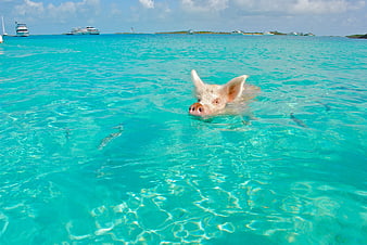 Swimming Pig in Turquoise Bahamian Waters