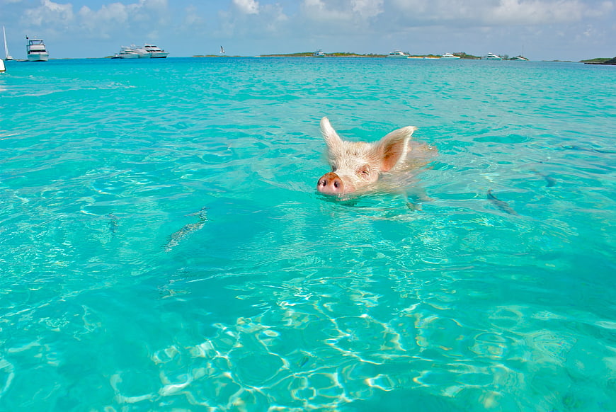 Swimming Pig in Turquoise Bahamian Waters