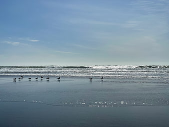 Seagulls on Wet Sandy Beach with Ocean Waves