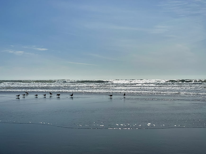 Seagulls on Wet Sandy Beach with Ocean Waves