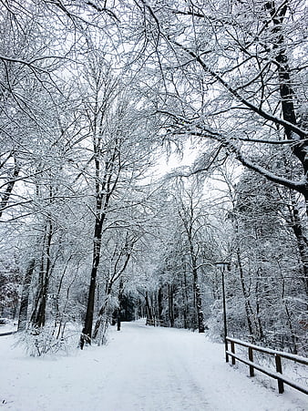 Snow-covered path through a winter forest with frosted trees