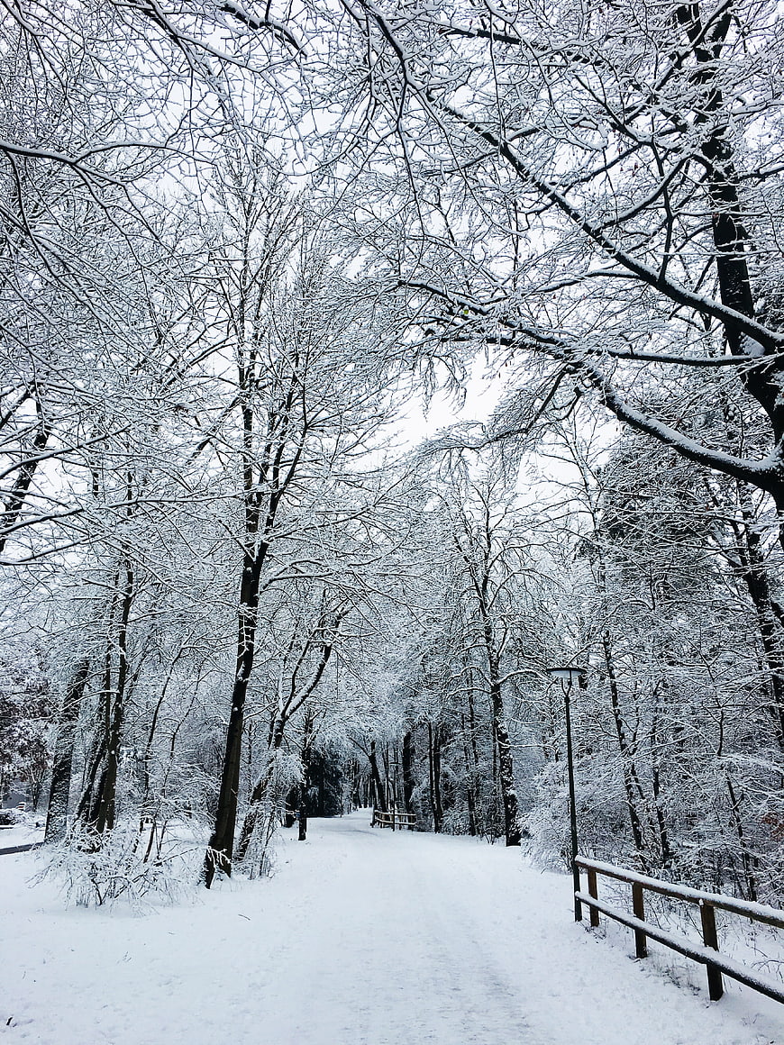 Snow-covered path through a winter forest with frosted trees