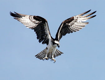 Osprey in Flight Against Blue Sky