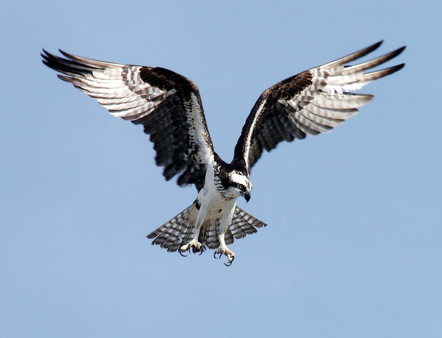 Osprey in Flight Against Blue Sky